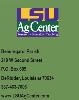 LSU AgCenter logo.
Research · Extension · Teaching
Beauregard Parish
219 W Second Street
P.O. Box 609
DeRidder, Louisiana 70634
337-463-7006
www.LSUAgCenter.com.